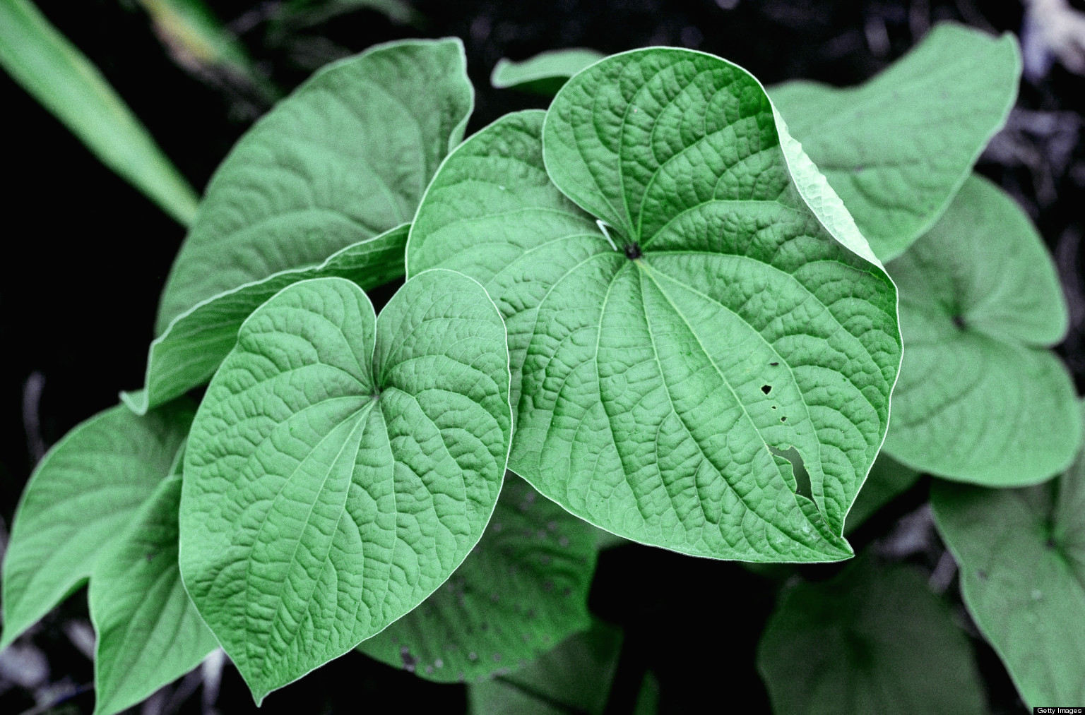 Kava Kava Aphrodisiac Improve Hormonal Health myaphrodisiacs