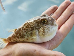 Small Blowfish on people hand
