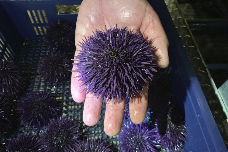 One live purple-blue Sea urchin on male hand